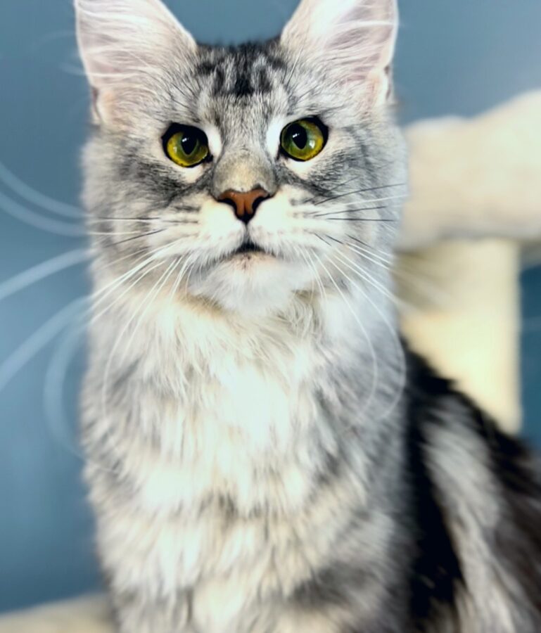 StarletPet Anastasia