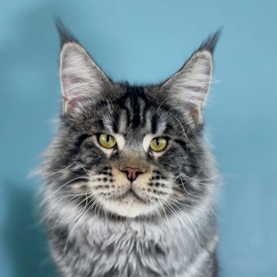 Glamour Giants Philip